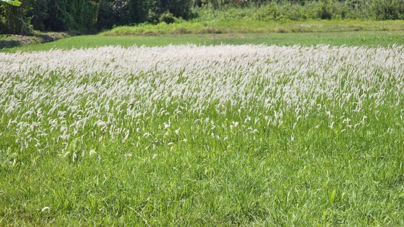 Đánh thức tiềm năng du lịch cộng đồng An Nhơn Tây - Sắc màu làng quê - Ảnh 3.
