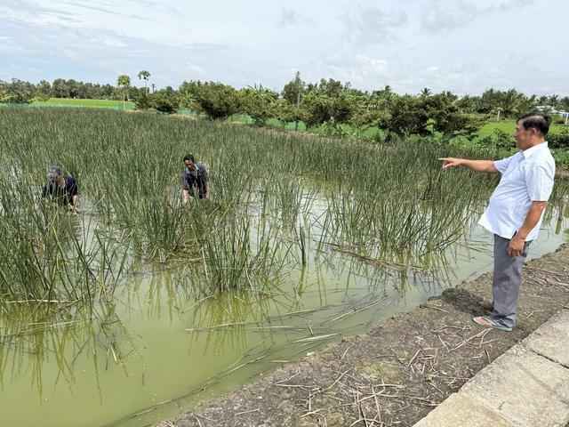 Làm giàu từ 'cỏ dại' ở vùng đất phèn mặn - Ảnh 3.