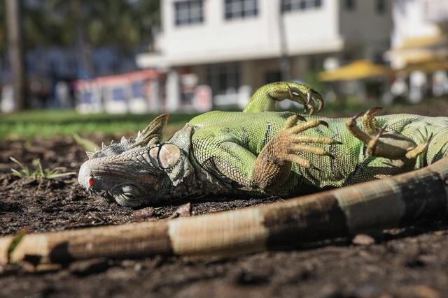 Trời lạnh bất thường, kỳ nhông rơi 'như mưa' tại Florida - Ảnh 3.