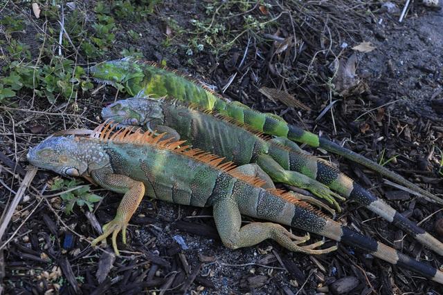 Trời lạnh bất thường, kỳ nhông rơi 'như mưa' tại Florida - Ảnh 2.