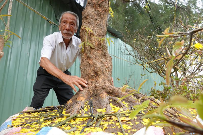 Cụ ông U.100 mang mai vàng nửa tỉ đồng ra chợ hoa xuân Cần Thơ - Ảnh 3.