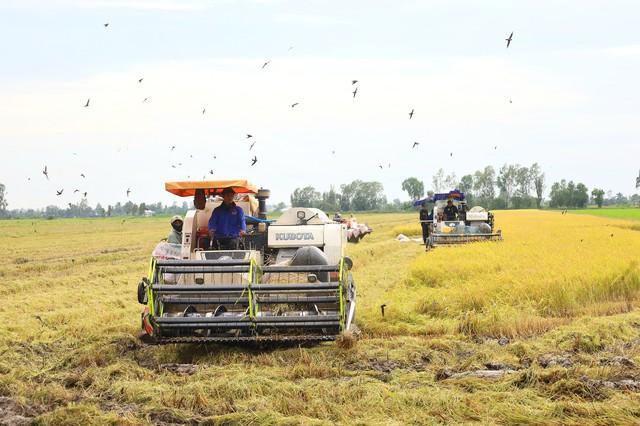 Cần Thơ: Lúa bị thiệt hại 30% trở lên được hỗ trợ 3-8 triệu đồng/ha - Ảnh 2.