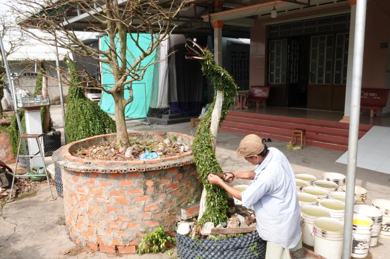 Lão nông miền Tây uốn cây thuốc nam thành kiểng thú, làm đẹp sân nhà ngày tết - Ảnh 4.