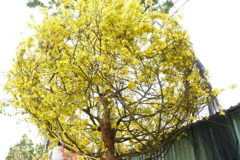 Cụ ông U.100 mang mai vàng nửa tỉ đồng ra chợ hoa xuân Cần Thơ - Ảnh 4.