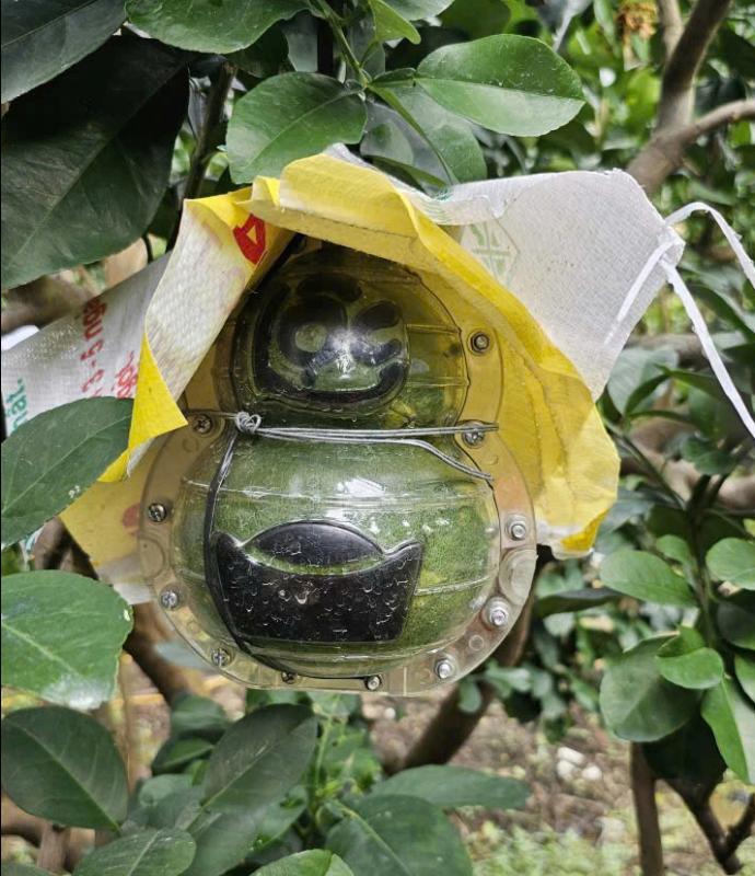 Bưởi mini thỏi vàng tài lộc 'bán bao nhiêu cũng hết' dịp tết - Ảnh 4.