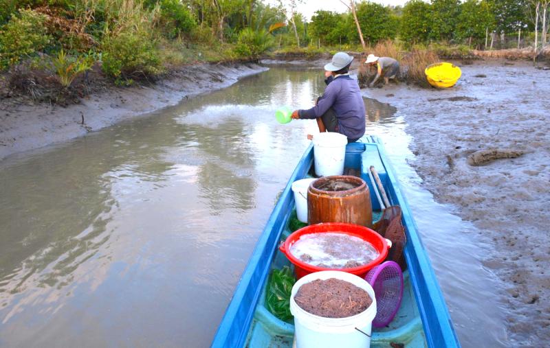 Cận Tết Nguyên đán, nông dân Cà Mau bắt cá chẽm vuông tôm thu tiền triệu- Ảnh 2.