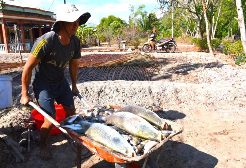 Cận Tết Nguyên đán, nông dân Cà Mau bắt cá chẽm vuông tôm thu tiền triệu- Ảnh 6.