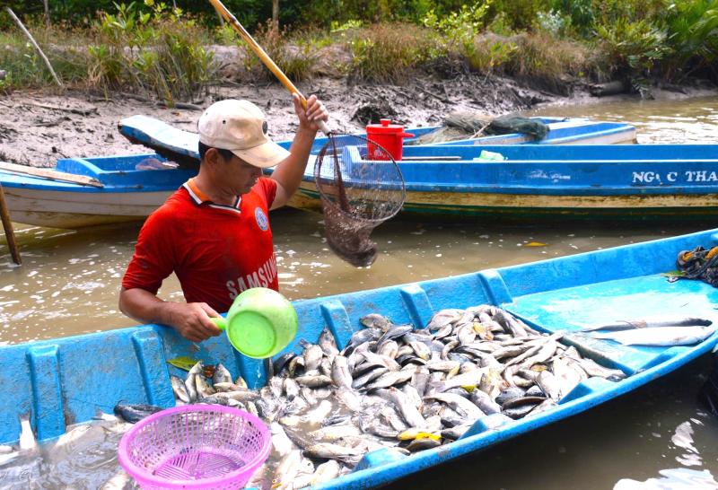 Cận Tết Nguyên đán, nông dân Cà Mau bắt cá chẽm vuông tôm thu tiền triệu- Ảnh 7.