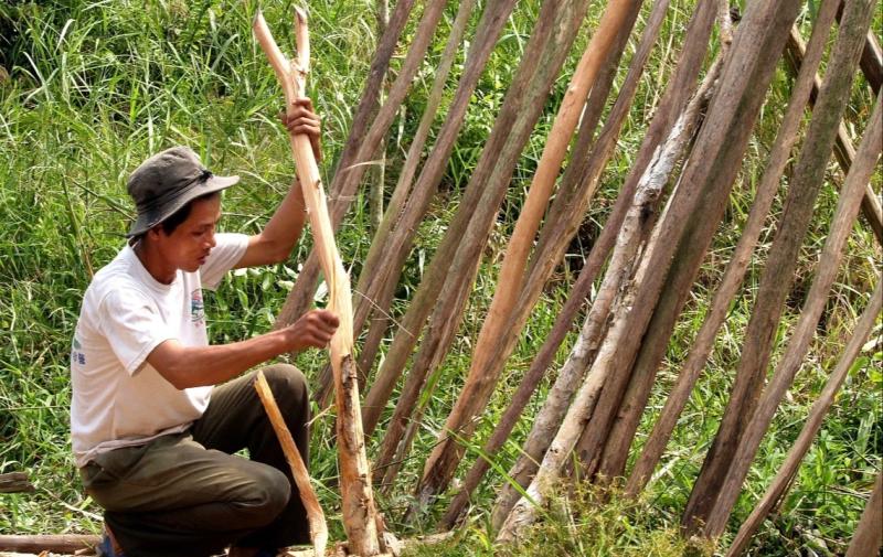 Gác kèo ong U Minh Hạ: Nghề 'mời ong về ở' giữ hồn rừng tràm   - Ảnh 4.