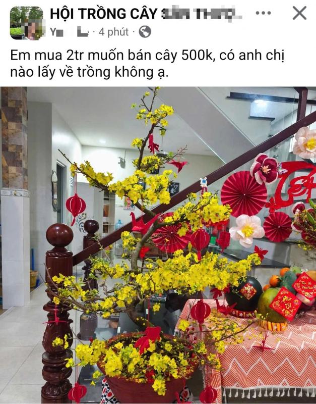 Mua cây mai sau tết, cẩn thận kẻo bị lừa - Ảnh 1.