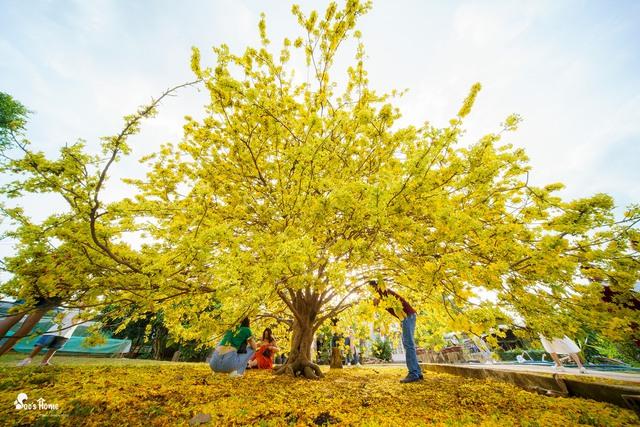 Chuyện về cây mai cũng biết buồn, không ra hoa 2 năm như chịu tang ông chủ - Ảnh 1.