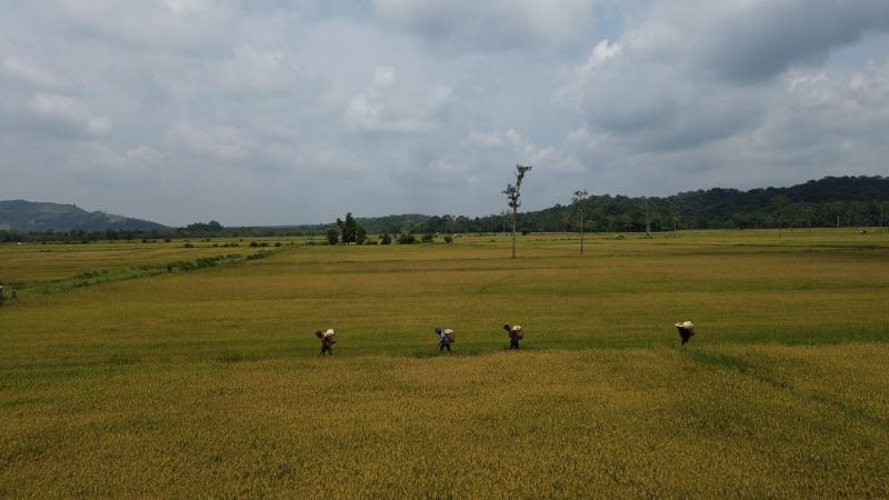 Cánh đồng châu Âu ở Tà Lài: Khám phá nguồn gốc và đời sống độc đáo - Ảnh 12.