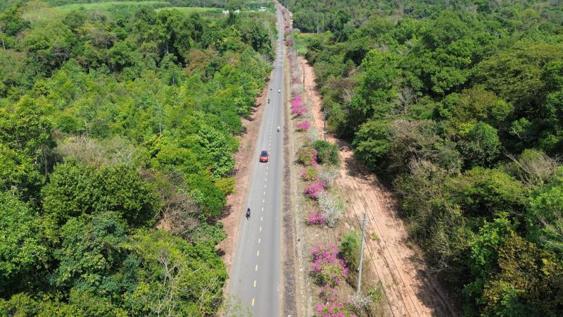 Ngày đầu xuân, đường vào chiến khu D rực rỡ màu hoa giấy. - Ảnh 3.