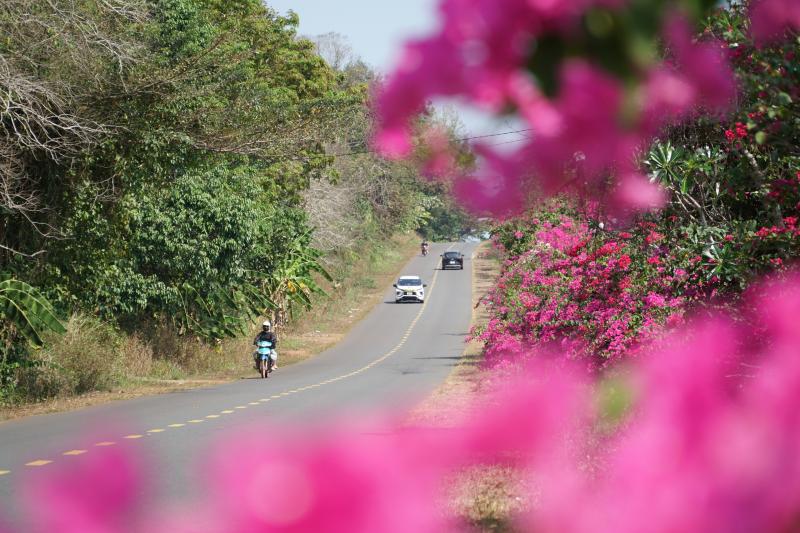 Ngày đầu xuân, đường vào chiến khu D rực rỡ màu hoa giấy. - Ảnh 5.
