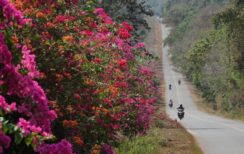 Ngày đầu xuân, đường vào chiến khu D rực rỡ màu hoa giấy. - Ảnh 7.