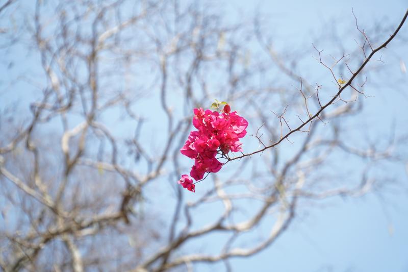Ngày đầu xuân, đường vào chiến khu D rực rỡ màu hoa giấy. - Ảnh 6.