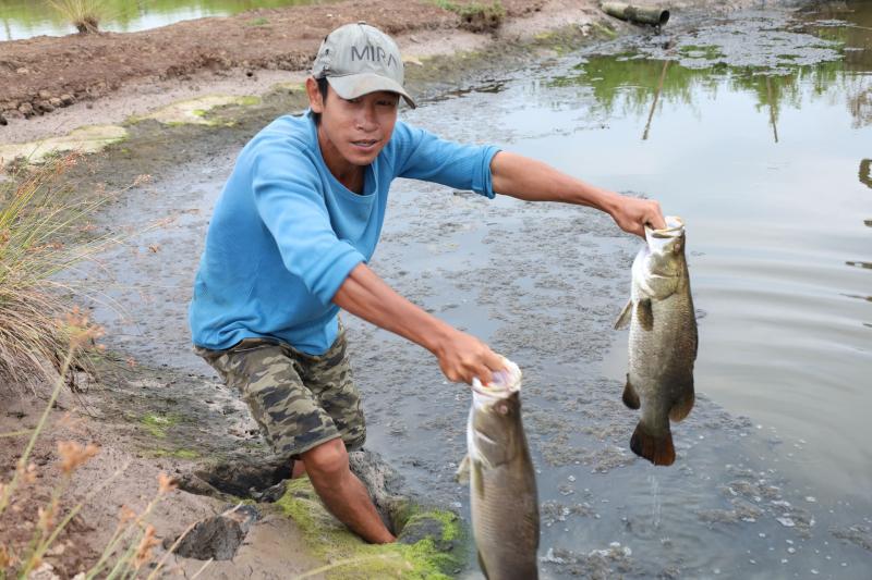 Cận Tết Nguyên đán, nông dân Cà Mau bắt cá chẽm vuông tôm thu tiền triệu- Ảnh 9.