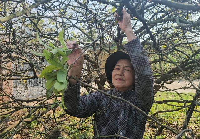 Chuyện về cây mai cũng biết buồn, không ra hoa 2 năm như chịu tang ông chủ - Ảnh 5.