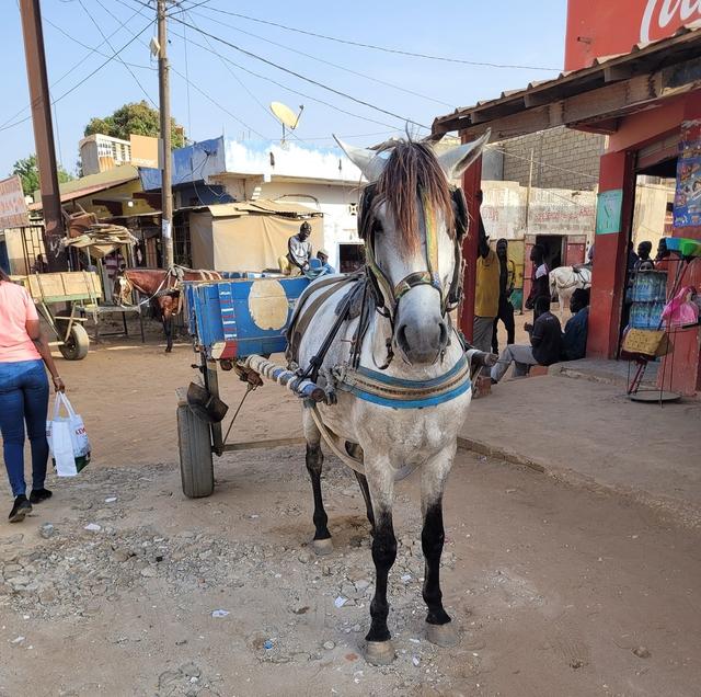 Nàng dâu Việt ở Senegal thuê xe ngựa tìm nguyên liệu làm nem rán, giò chả - Ảnh 2.