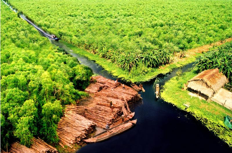 Gác kèo ong U Minh Hạ: Nghề 'mời ong về ở' giữ hồn rừng tràm   - Ảnh 1.