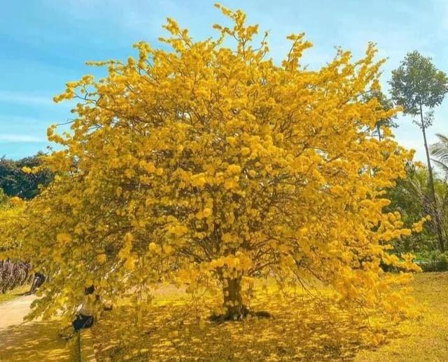 Chuyện về cây mai cũng biết buồn, không ra hoa 2 năm như chịu tang ông chủ - Ảnh 2.