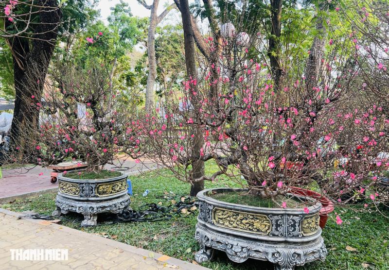 Hoa đào tết giá trăm triệu ở tp.Hcm: Khám phá những cội cây đặc biệt - Ảnh 7.