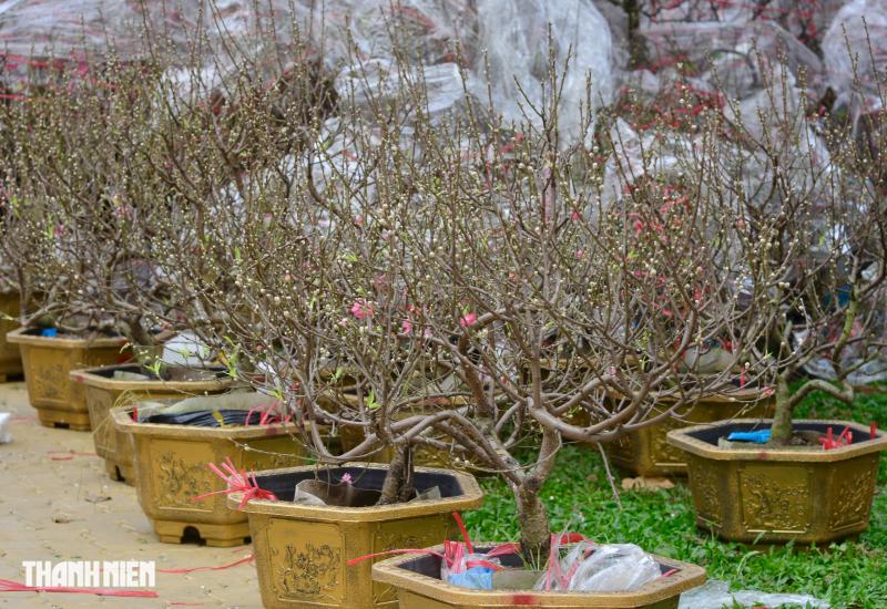 Chợ hoa tết ở tp.Hcm: Hoa đào quyến rũ chờ đón Bạn - Ảnh 9.