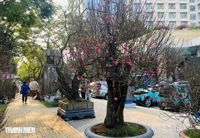 Hoa đào tết giá trăm triệu ở tp.Hcm: Khám phá những cội cây đặc biệt - Ảnh 6.