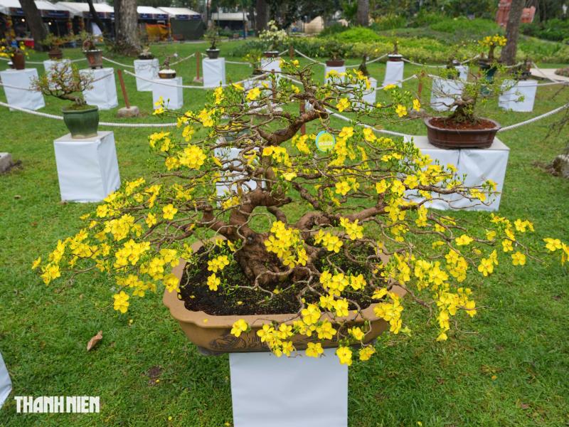 Toàn cảnh Hội hoa xuân ở trung tâm TP.HCM trước giờ khai mạc: Bên trong có gì?  - Ảnh 10.
