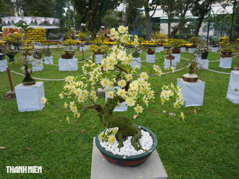 Toàn cảnh Hội hoa xuân ở trung tâm TP.HCM trước giờ khai mạc: Bên trong có gì?  - Ảnh 9.