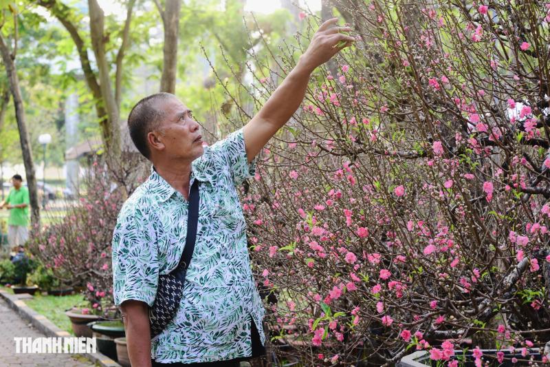 Hoa đào tết giá trăm triệu ở tp.Hcm: Khám phá những cội cây đặc biệt - Ảnh 1.