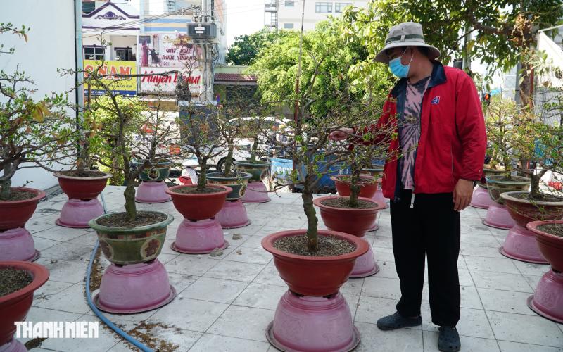 Mai tết đường Phạm Văn Đồng, TP.HCM: Thấp nhất 1 triệu, cao nhất trăm triệu đồng/cây- Ảnh 1.