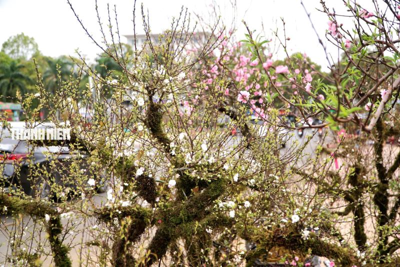 Hoa tết ở Buôn Ma Thuột: Bất ngờ với vựa hoa nhất chi mai từ xứ lạnh- Ảnh 6.