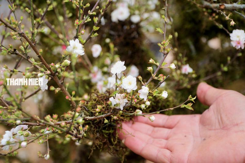 Hoa tết ở Buôn Ma Thuột: Bất ngờ với vựa hoa nhất chi mai từ xứ lạnh- Ảnh 4.