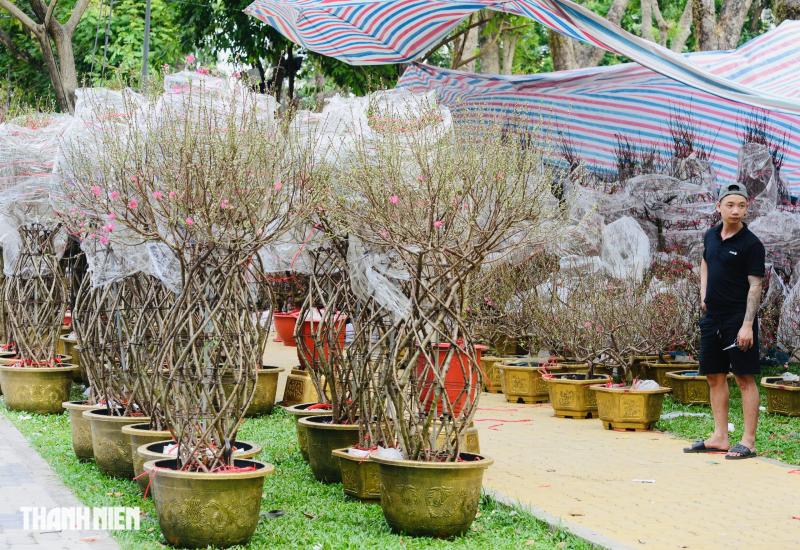 Chợ hoa tết ở tp.Hcm: Hoa đào quyến rũ chờ đón Bạn - Ảnh 6.
