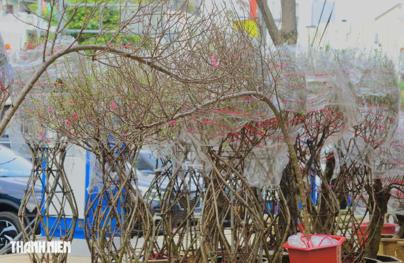 Chợ hoa tết ở tp.Hcm: Hoa đào quyến rũ chờ đón Bạn - Ảnh 8.