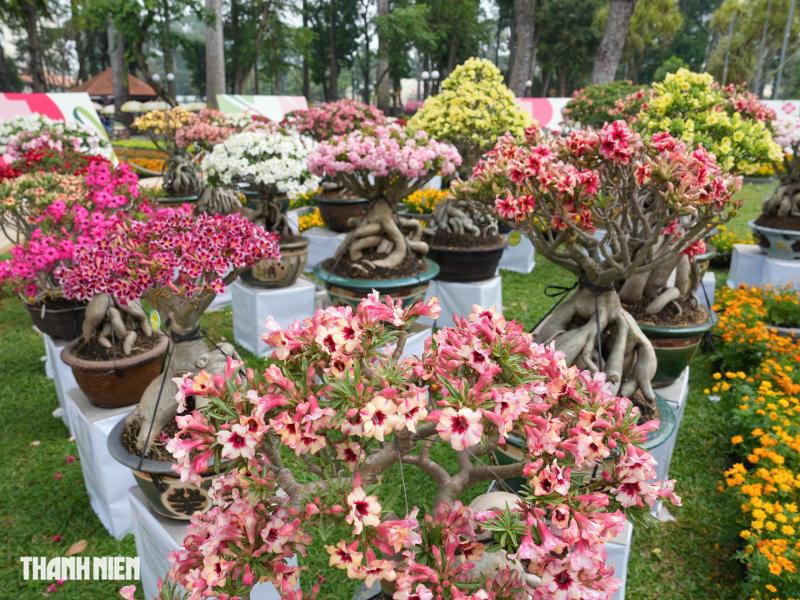 Toàn cảnh Hội hoa xuân ở trung tâm TP.HCM trước giờ khai mạc: Bên trong có gì?  - Ảnh 12.