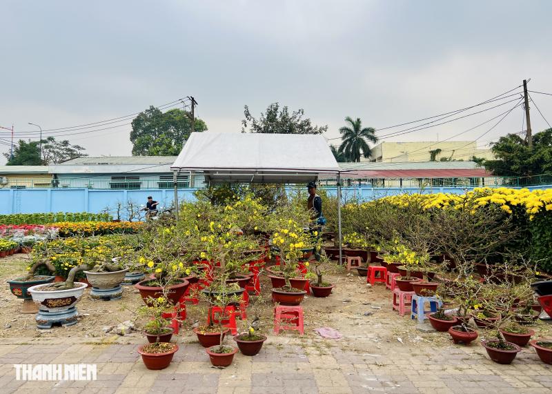 Hoa tết 2026 tràn ngập đường phố TP.HCM: Người dân thích là 'ghé lựa' - Ảnh 9.