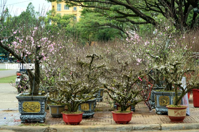 Hoa tết ở Buôn Ma Thuột: Bất ngờ với vựa hoa nhất chi mai từ xứ lạnh- Ảnh 1.