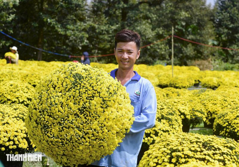 Vay ngân hàng trồng hoa tết thất bại: Nhưng mồ hôi, nước mắt rồi sẽ khô! - Ảnh 2.