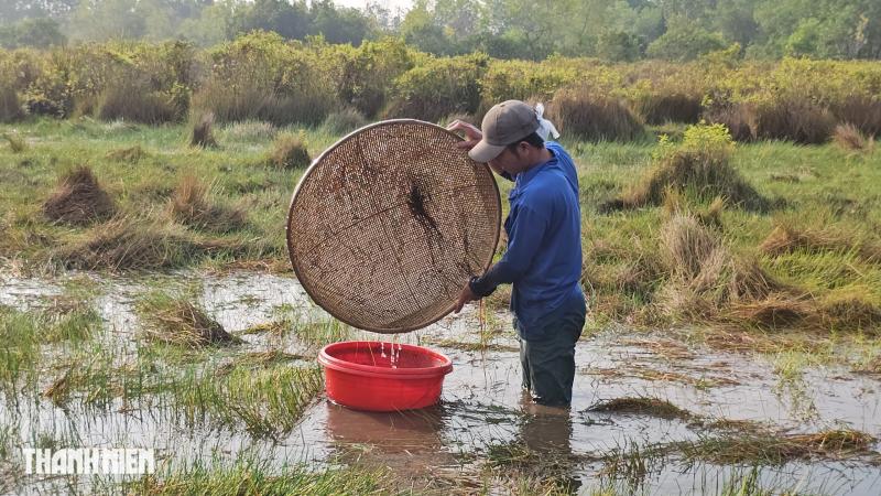 Lận đận nghề bắt cá lia thia: Gom nhặt lộc trời, đong đầy nghĩa xóm - Ảnh 5.