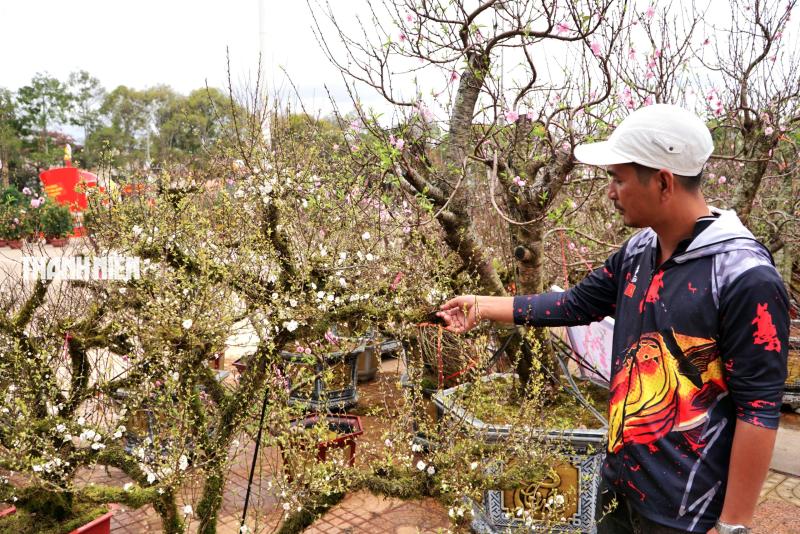 Hoa tết ở Buôn Ma Thuột: Bất ngờ với vựa hoa nhất chi mai từ xứ lạnh- Ảnh 2.