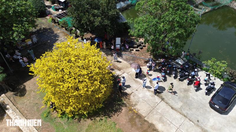 Cây mai có 1 không 2 ở Đồng Nai nở rực mùng 3 tết, như quả cầu vàng - Ảnh 1.
