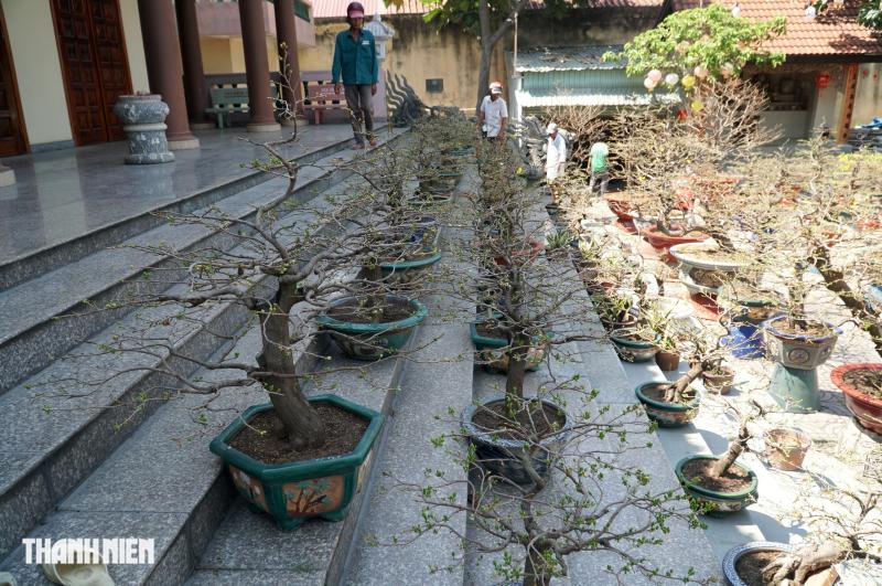 Mai tết đường Phạm Văn Đồng, TP.HCM: Thấp nhất 1 triệu, cao nhất trăm triệu đồng/cây- Ảnh 6.