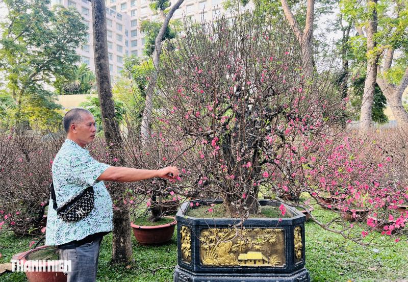 Hoa đào tết giá trăm triệu ở tp.Hcm: Khám phá những cội cây đặc biệt - Ảnh 8.