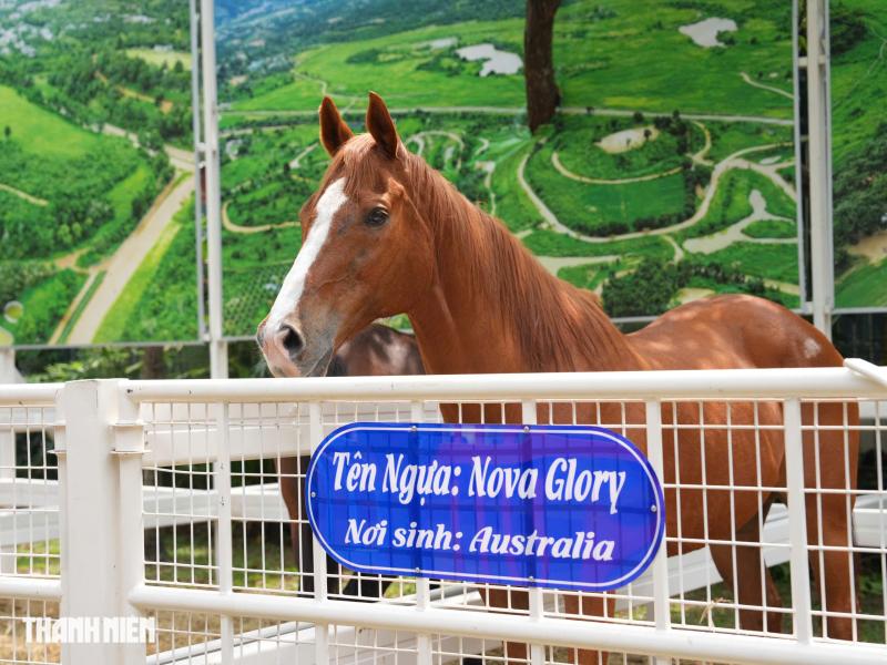 Toàn cảnh Hội hoa xuân ở trung tâm TP.HCM trước giờ khai mạc: Bên trong có gì?  - Ảnh 16.