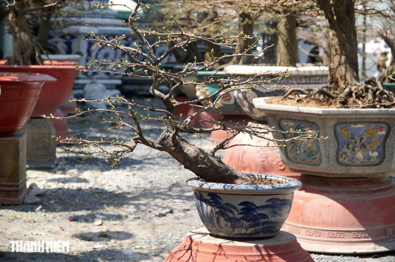 Mai tết đường Phạm Văn Đồng, TP.HCM: Thấp nhất 1 triệu, cao nhất trăm triệu đồng/cây- Ảnh 7.