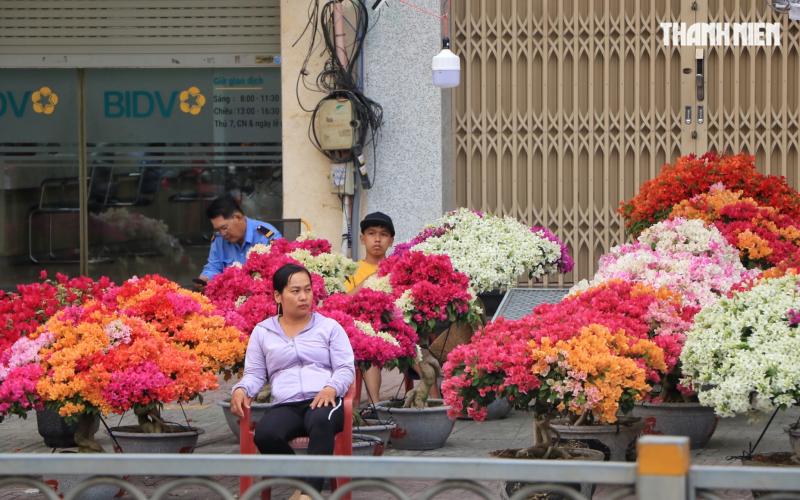 Bất ngờ hoa tết ở TP.HCM: Nhà vườn gặp khách sộp liền… lì xì ngược lại khách - Ảnh 1.