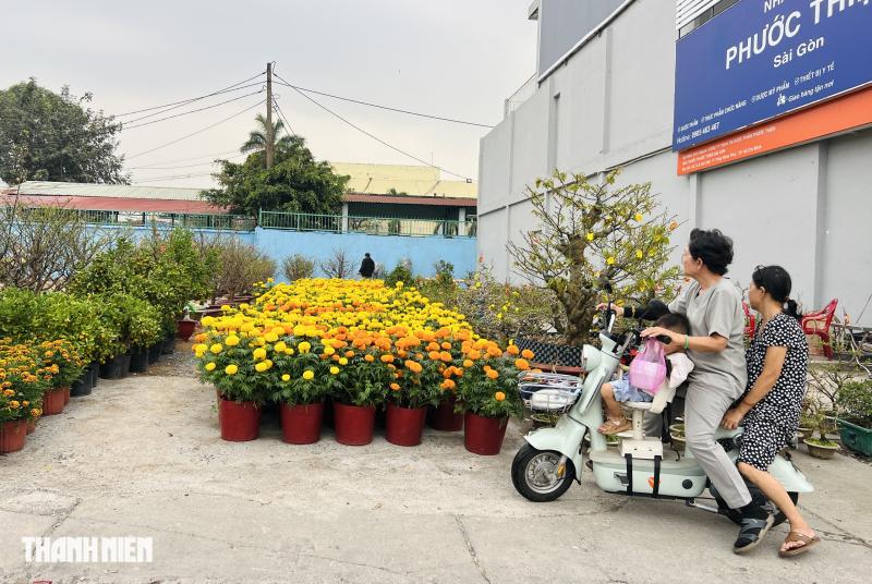 Hoa tết 2026 tràn ngập đường phố TP.HCM: Người dân thích là 'ghé lựa' - Ảnh 2.