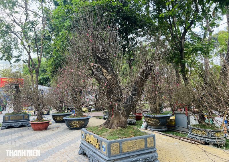 Hoa đào tết giá trăm triệu ở tp.Hcm: Khám phá những cội cây đặc biệt - Ảnh 2.